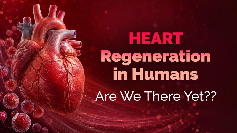 Can Stem Cells Rebuild a Damaged Heart?